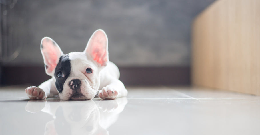 The 10 Best Small Dog Breeds for an Apartment
